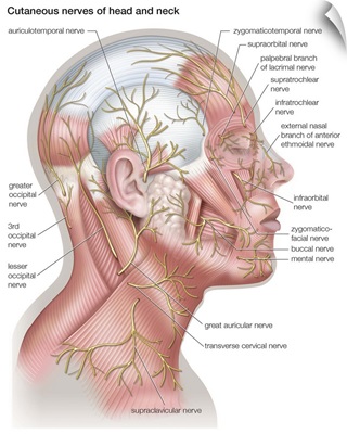 Nerves of head and neck - lateral view. nervous system