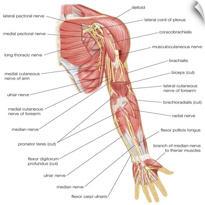 Nerves of the left arm - anterior view. nervous system