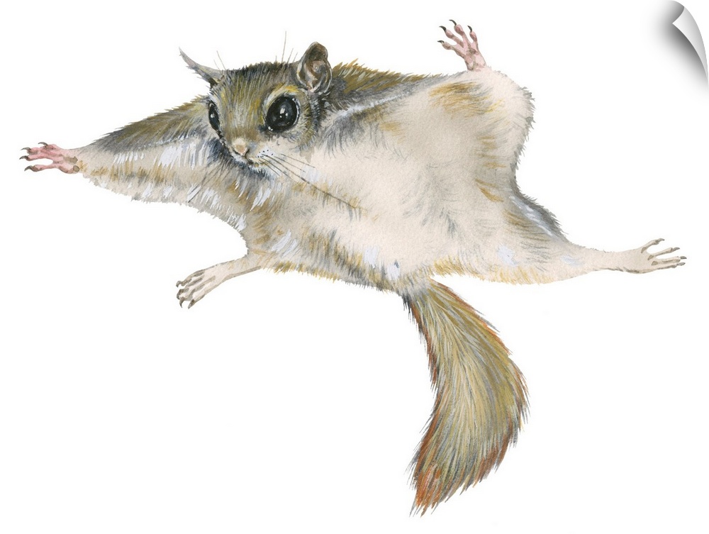 New World Flying Squirrel (Glaucomys)