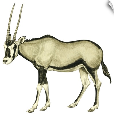 Oryx (Oryx Gazella)