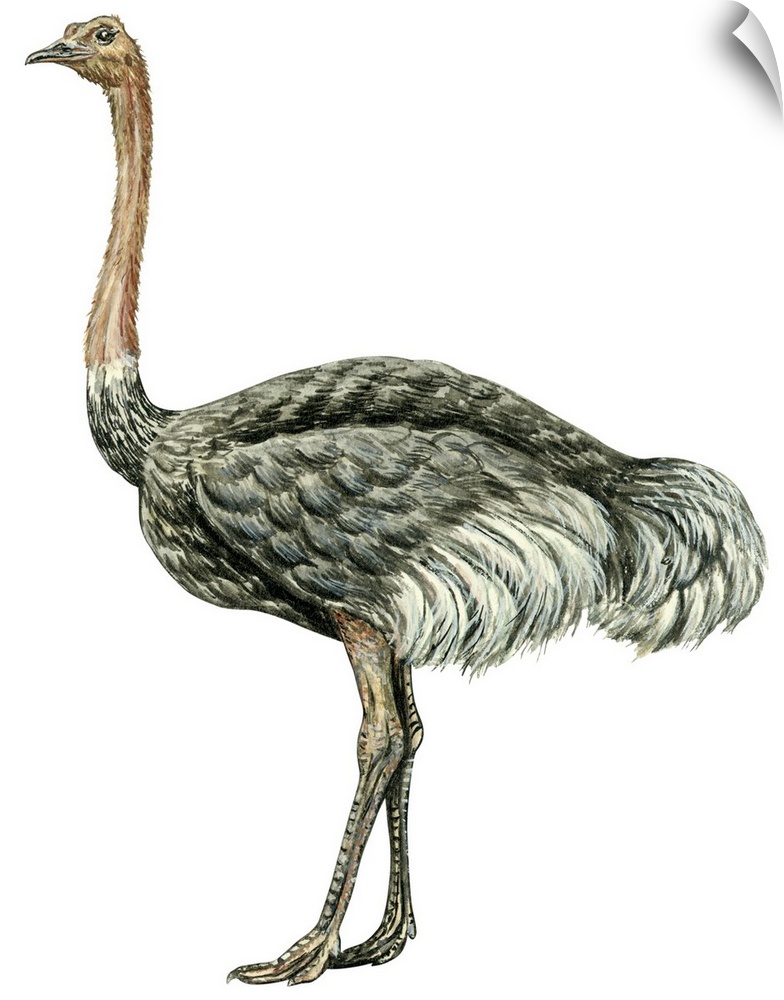 Educational illustration of the ostrich.
