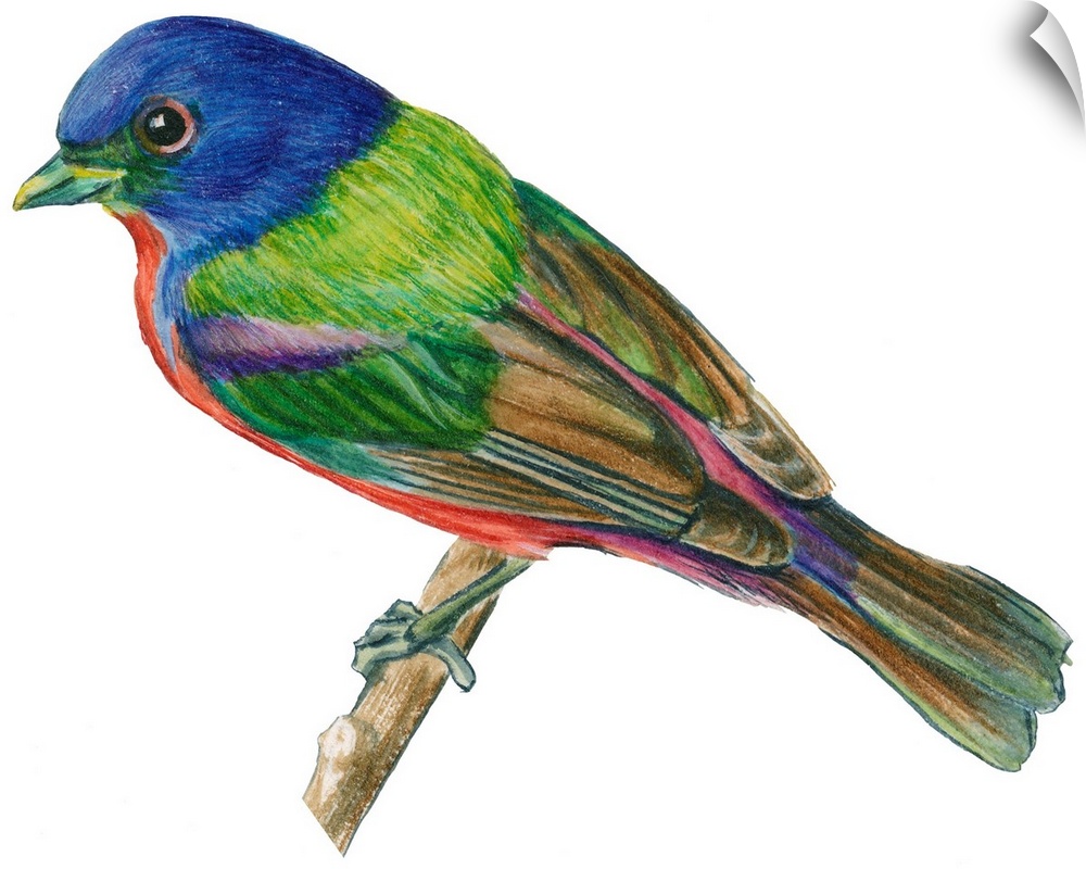 Educational illustration of the painted bunting.