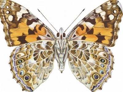 Painted Lady Butterfly - Underside (Vanessa Virginiensis), American Painted Lady