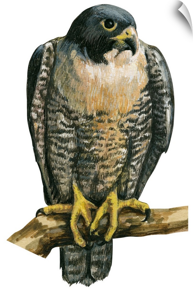 Educational illustration of the peregrine falcon.