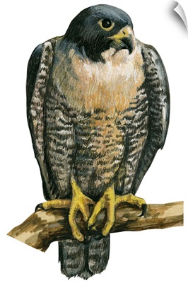 Peregrine Falcon (Falco Peregrinus) Illustration