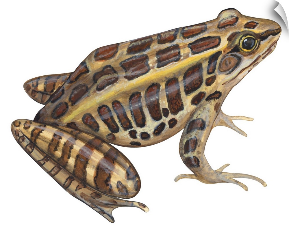 Educational illustration of the pickerel frog.