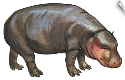 Pigmy Hippopotamus (Hippopotamus Liberiensis)