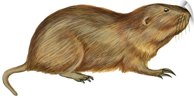 Plains Pocket Gopher (Geomys Bursarius)