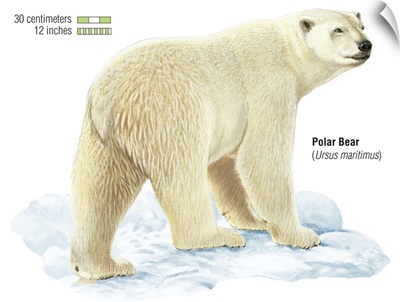 Polar Bear (Ursus Maritimus)