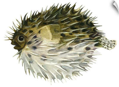 Porcupinefish (Diodon Holocanthus)