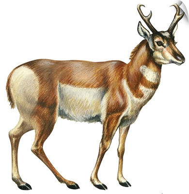 Pronghorn (Antilocapra Americana)