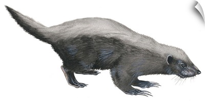 Ratel (Mellivora Capensis), Honey Badger, Weasel