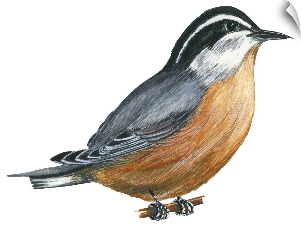 Educational illustration of the red-breasted nuthatch.