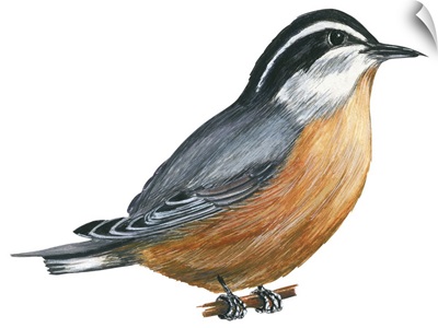 Red-Breasted Nuthatch (Sitta Canadensis) Illustration