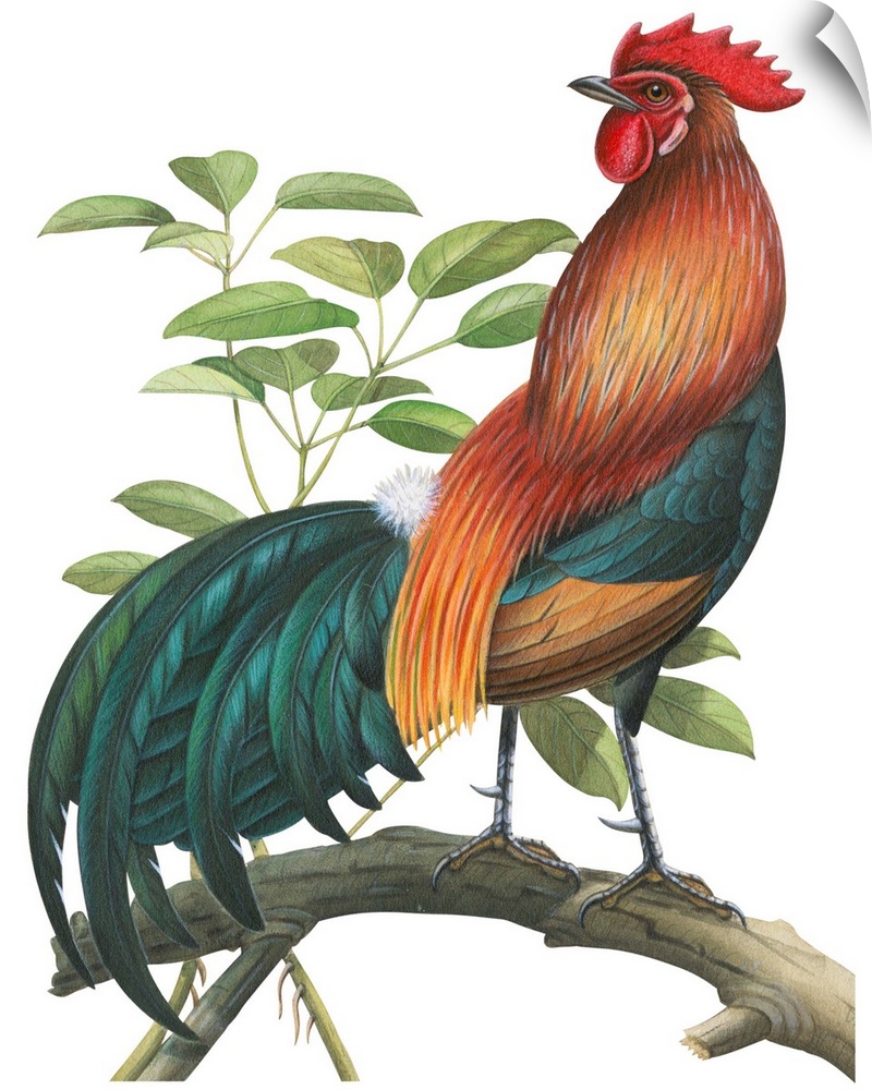 Educational illustration of the red jungle fowl.