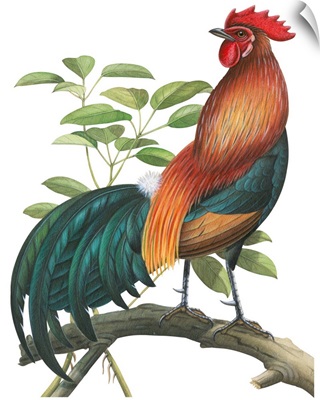 Red Jungle Fowl (Gallus Gallus) Illustration
