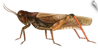 Red-Legged Grasshopper (Melanoplus Femur-Rubrum)