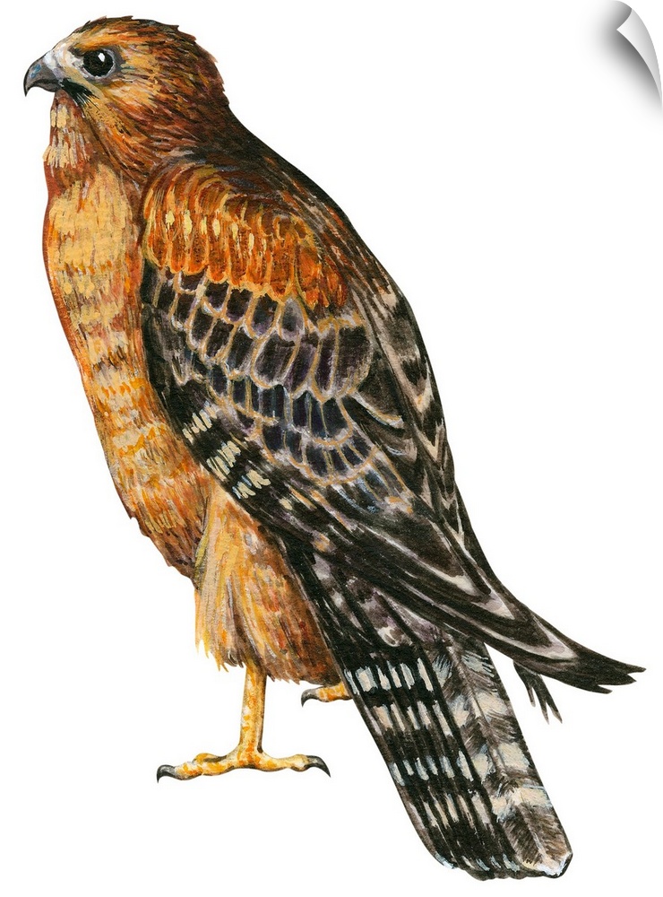 Educational illustration of the red-shouldered hawk.