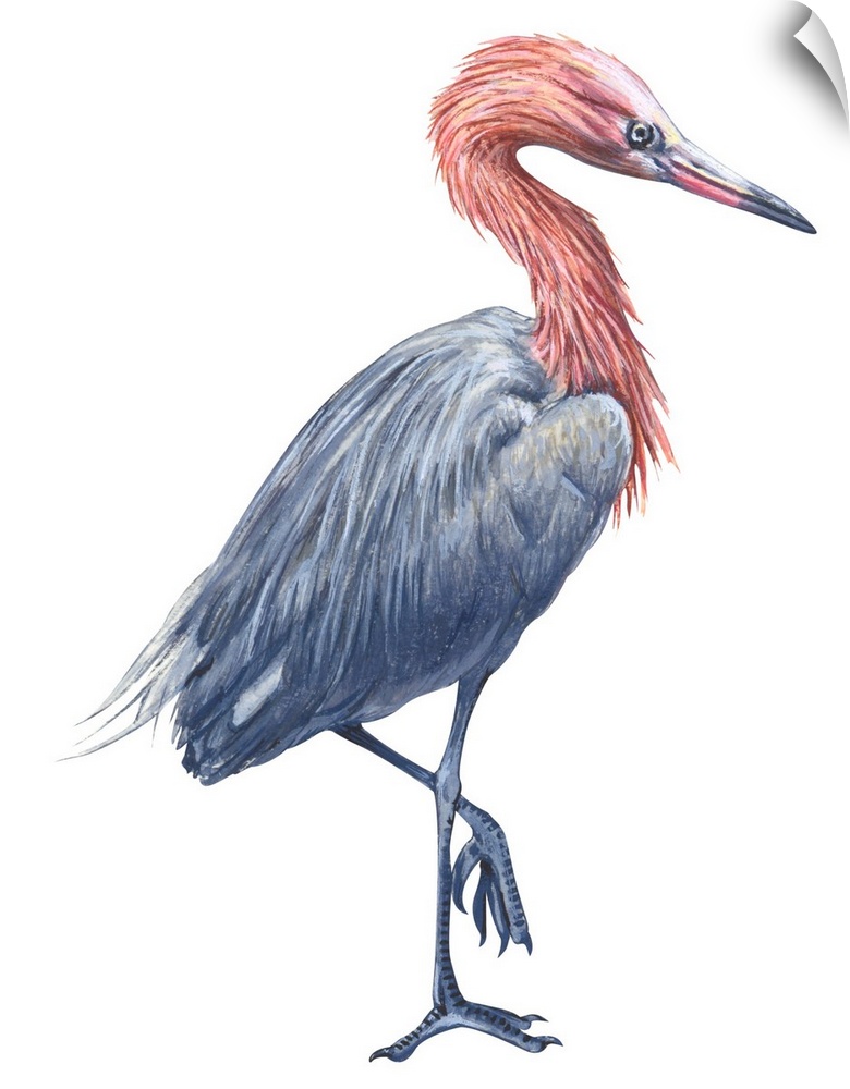 Educational illustration of the reddish egret.