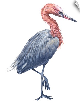 Reddish Egret (Dichromanassa Rufescens) Illustration