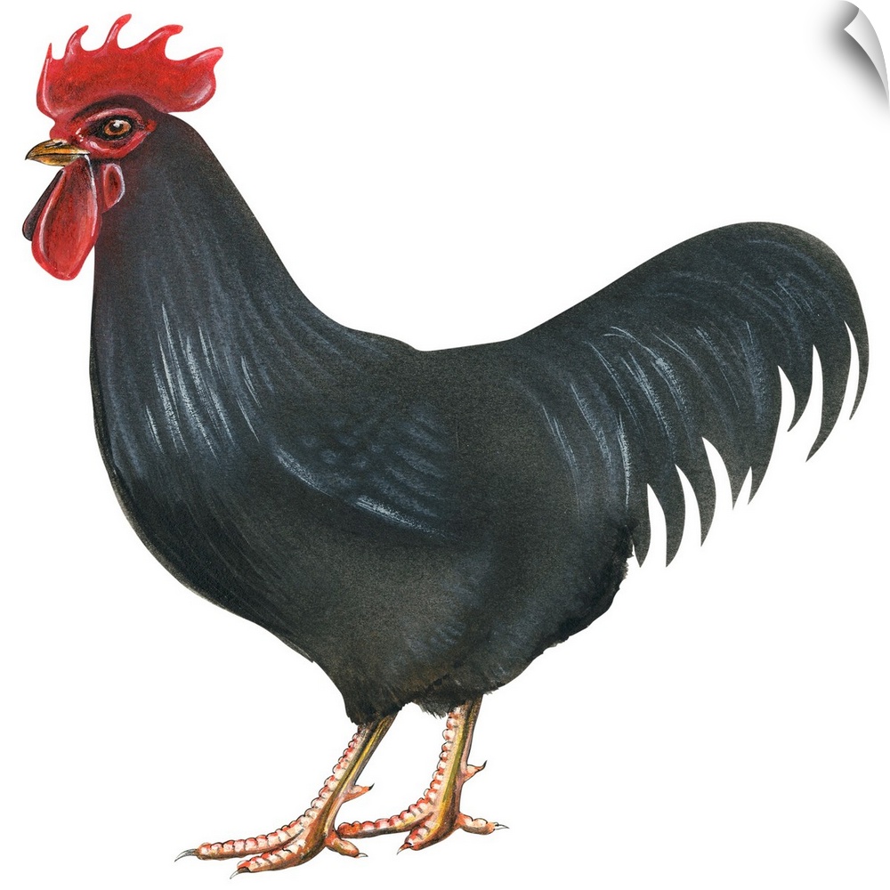 Educational illustration of the Rhode Island red.