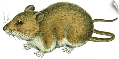 Rice Rat (Oryzomys Palustris)