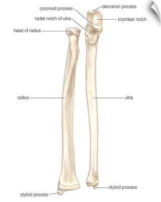 Right radius and ulna bones in supination - anterior view. skeletal system
