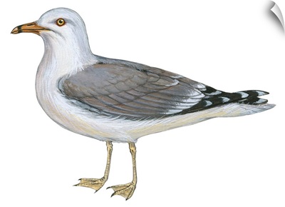 Ring-Billed Gull (Larus Delawarensis) Illustration