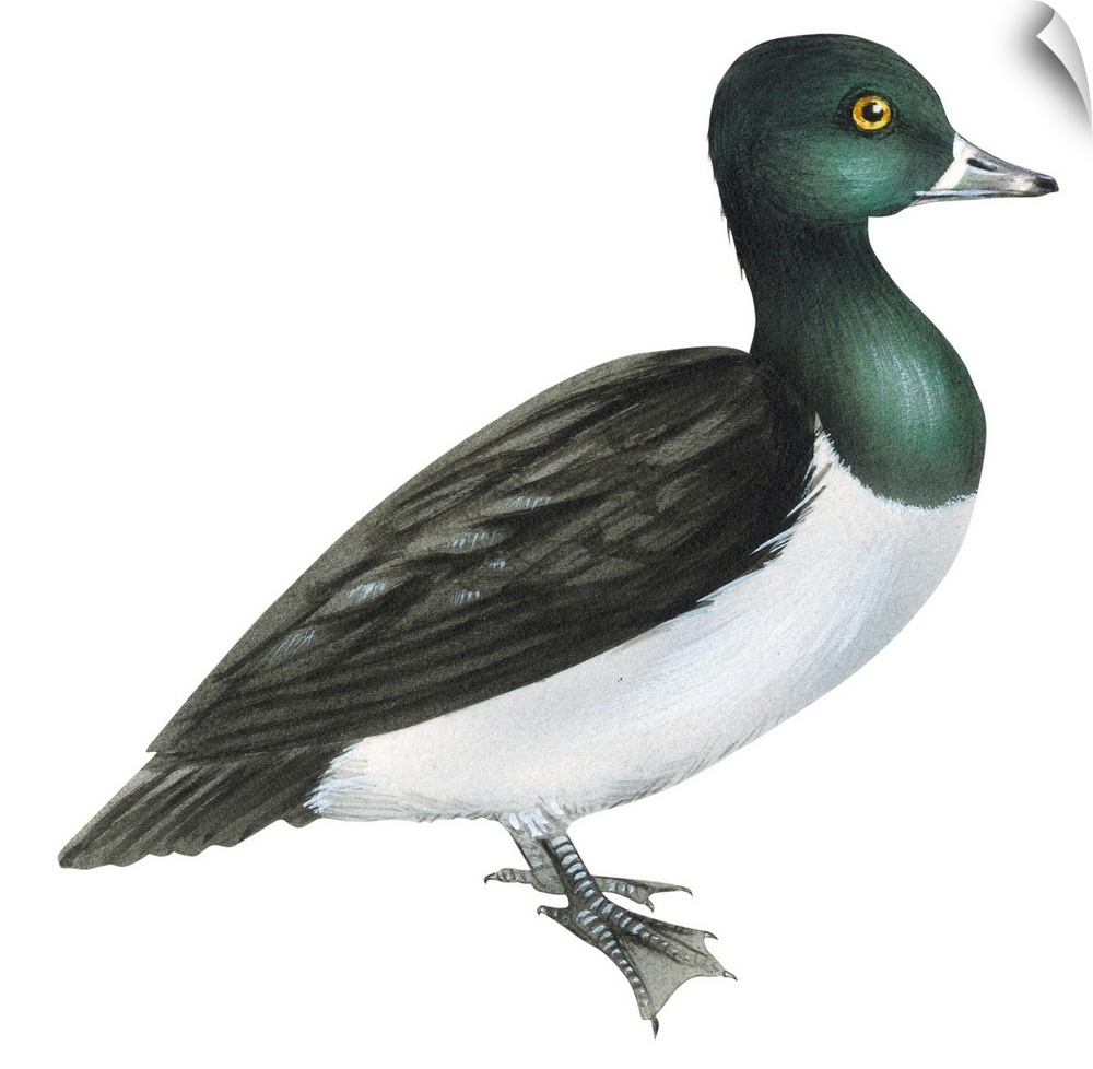 Educational illustration of the ring-necked duck.