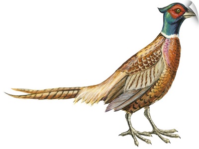 Ring-Necked Pheasant (Phasianus Colchicus) Illustration