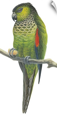 Rock Parakeet (Pyrrhura Rupicola) Illustration