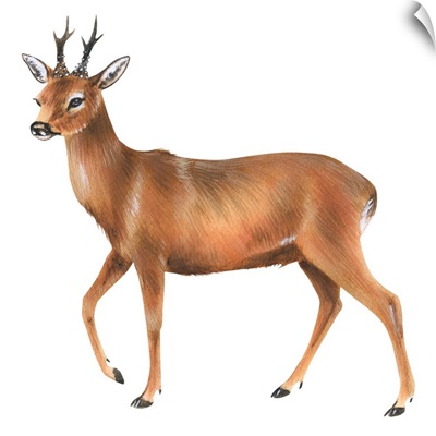Roe Deer (Capreolus)