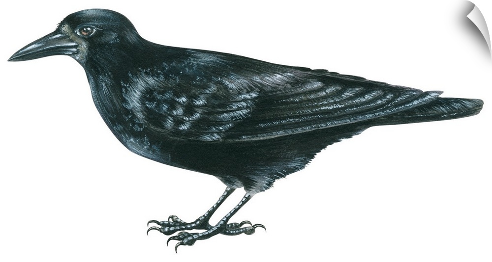 Educational illustration of the rook.