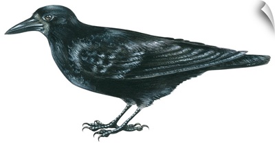 Rook (Corvus Frugilegus) Illustration