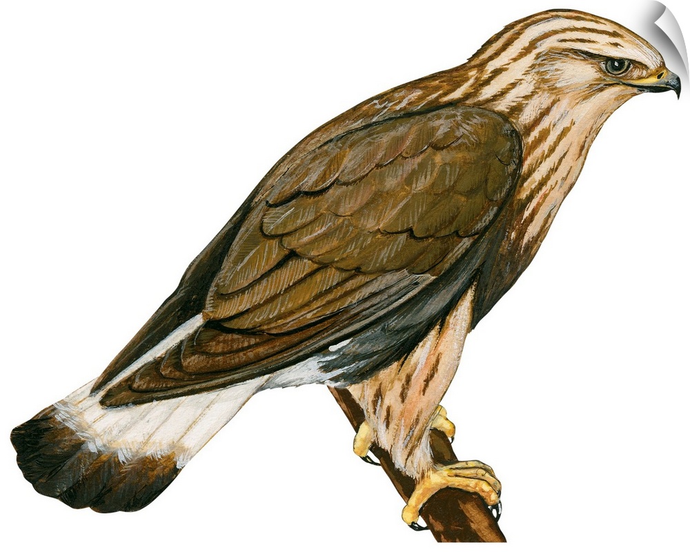 Educational illustration of the rough-legged hawk.
