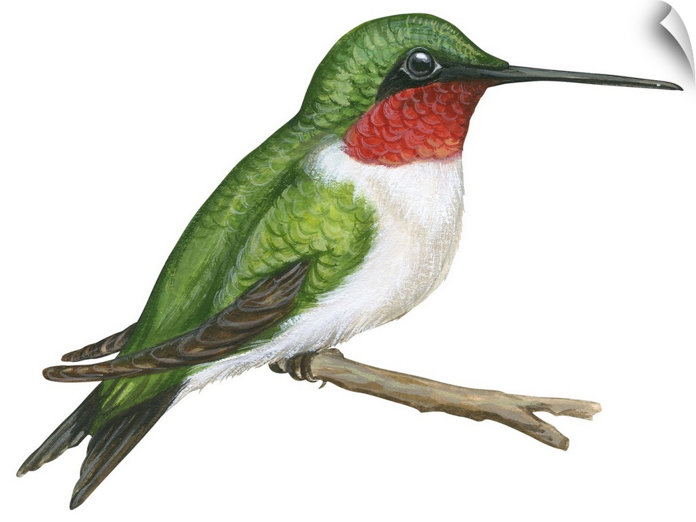 Educational illustration of the ruby-throated hummingbird.