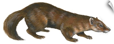 Sable (Martes Zibellina), Weasel