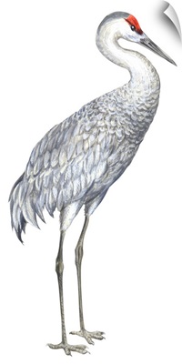 Sandhill Crane (Grus Canadensis) Illustration