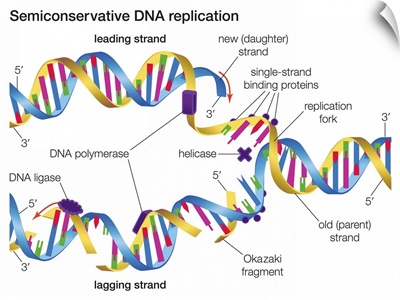 Semiconservative DNA Replication