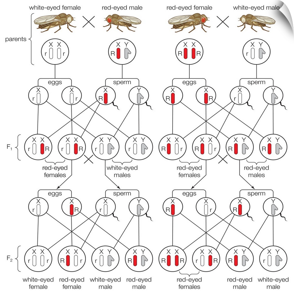 Sex-linked inheritance of white eyes in Drosophila flies