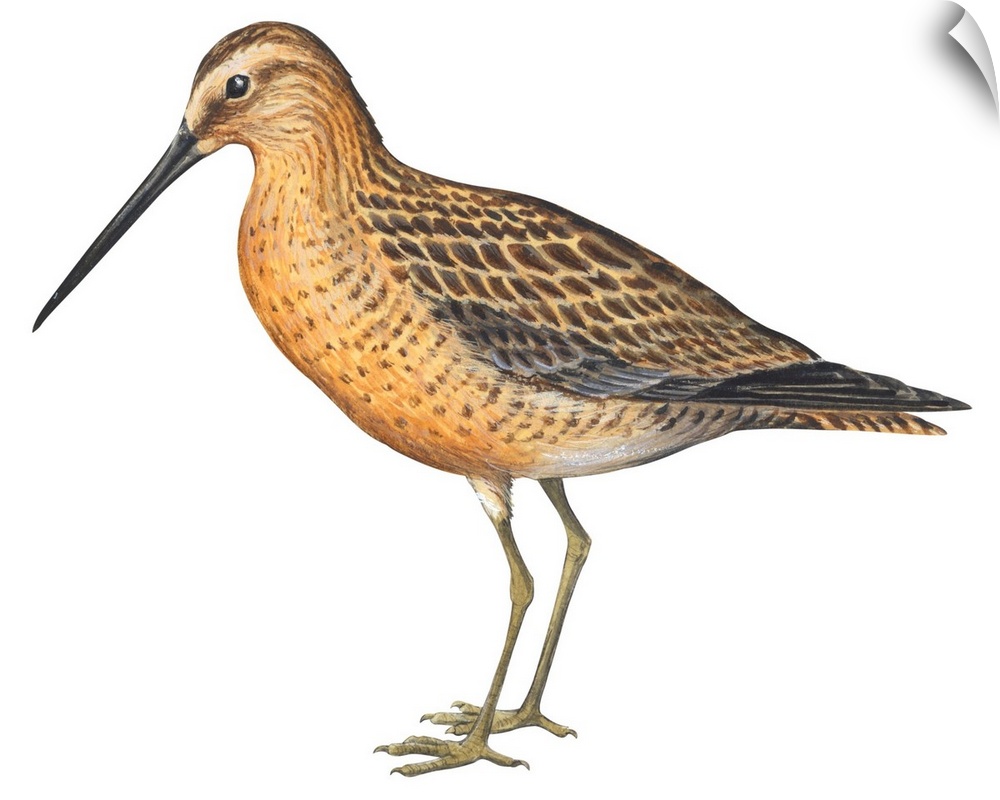 Educational illustration of the short-billed dowitcher.