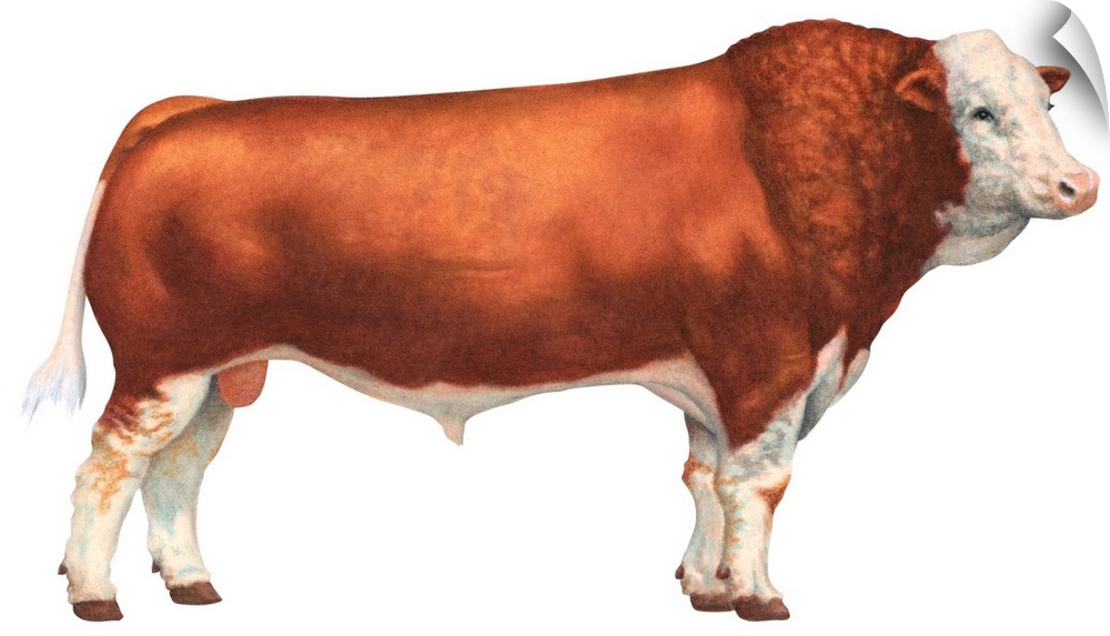 Simmental Bull, Beef Cattle