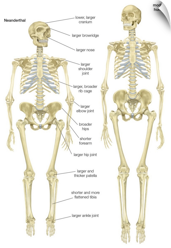 Skeleton of a Neanderthal (Homo neanderthalensis) compared with a skeleton of a modern human (Homo sapiens)