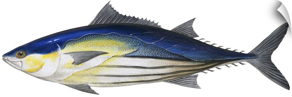 Skipjack Tuna (Katsuwonus Pelamis)