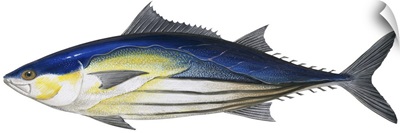 Skipjack Tuna (Katsuwonus Pelamis)