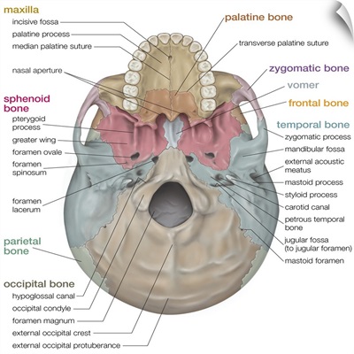 Skull - inferior view. skeletal system