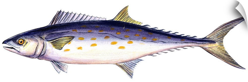 Spanish Mackerel (Scomberomorus Maculatus)
