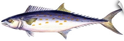 Spanish Mackerel (Scomberomorus Maculatus)