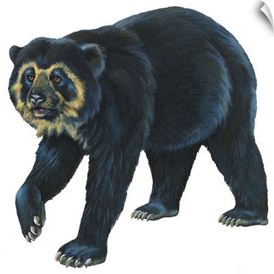 Spectacled Bear (Tremarctos Ornatus)