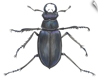 Stag Beetle (Lucanus Capreolus)